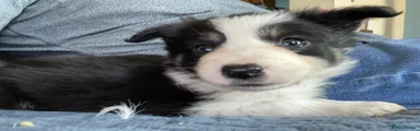 Border Collie Puppy 2