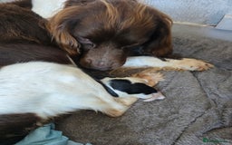 Sproodle dogs for sale: Beautiful F1 sproodle pups  - Image 11