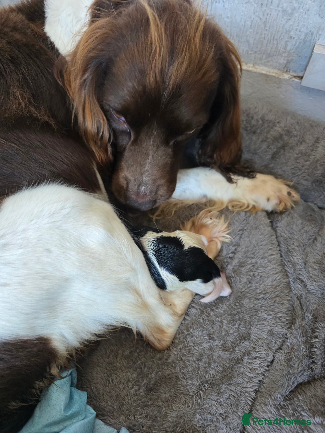 Sproodle dogs for sale: Beautiful F1 sproodle pups  - Image 11