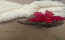 French Lop rabbits for sale: Long-Haired Pedigree French Lop GIANTS Elite Giant - Advert 7