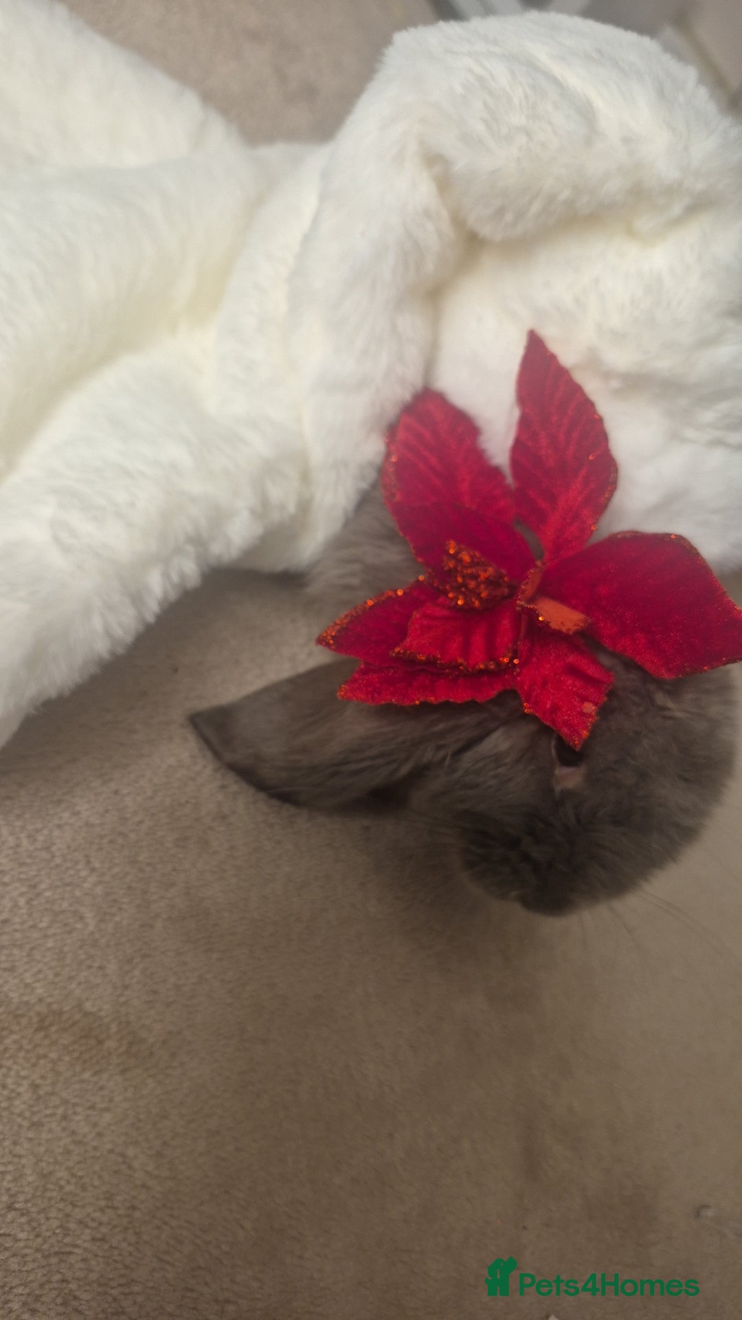 French Lop rabbits for sale: Long-Haired Pedigree French Lop GIANTS Elite Giant - Advert 7