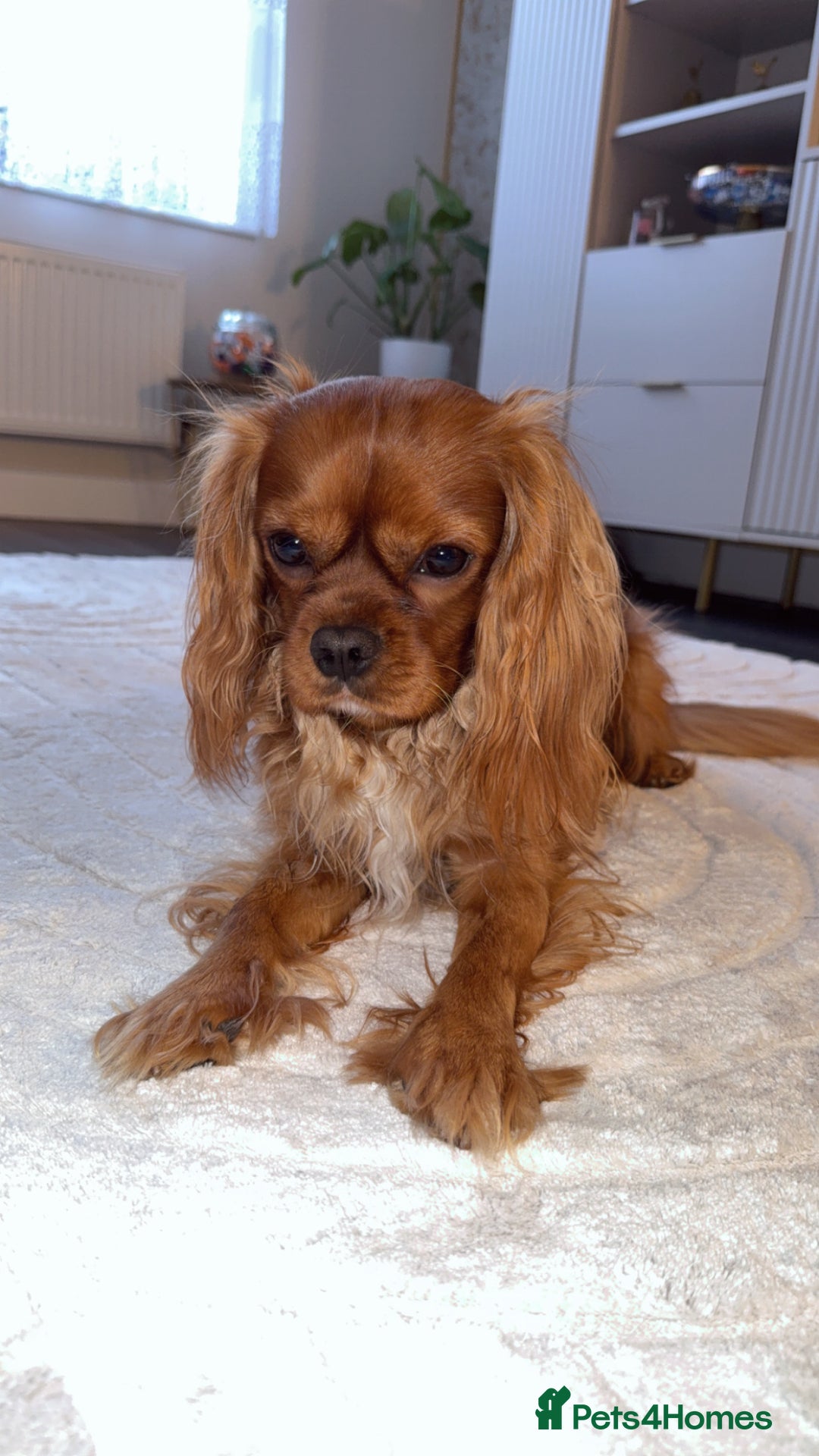 Cavalier King Charles Spaniel dogs for stud: Ruby Cavalier King Charles Spaniel for Stud - Advert 1