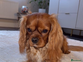 Cavalier King Charles Spaniel dogs Ruby Cavalier King Charles Spaniel for Stud - Advert 3