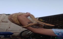 Python Snake reptiles for sale: Het banana pied  - Image 1