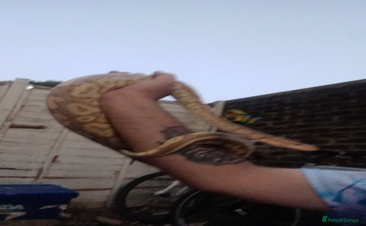 Python Snake reptiles - Advert 1