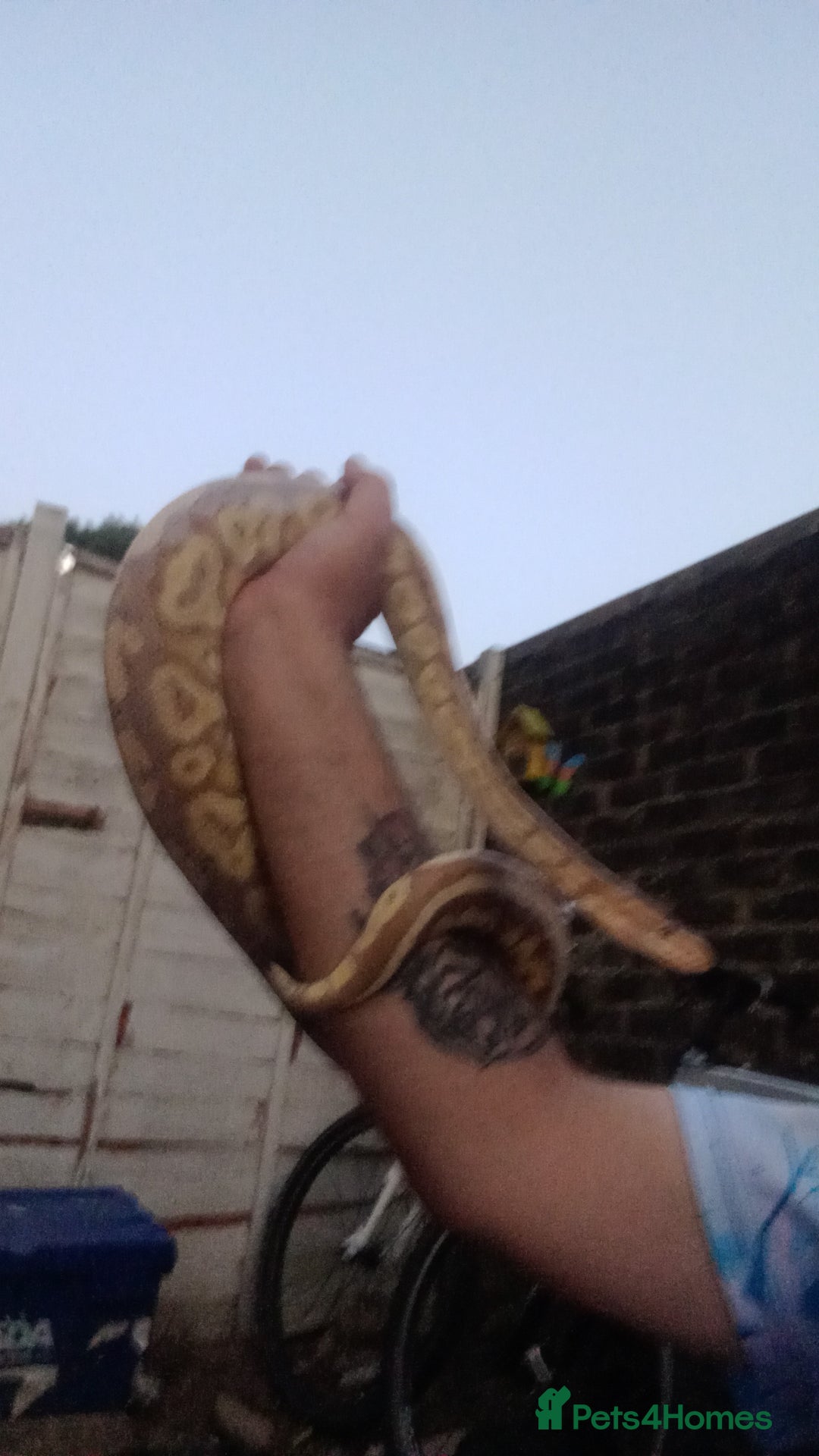 Python Snake reptiles for sale: Het banana pied  - Image 1