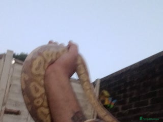 Python Snake reptiles - Advert 1