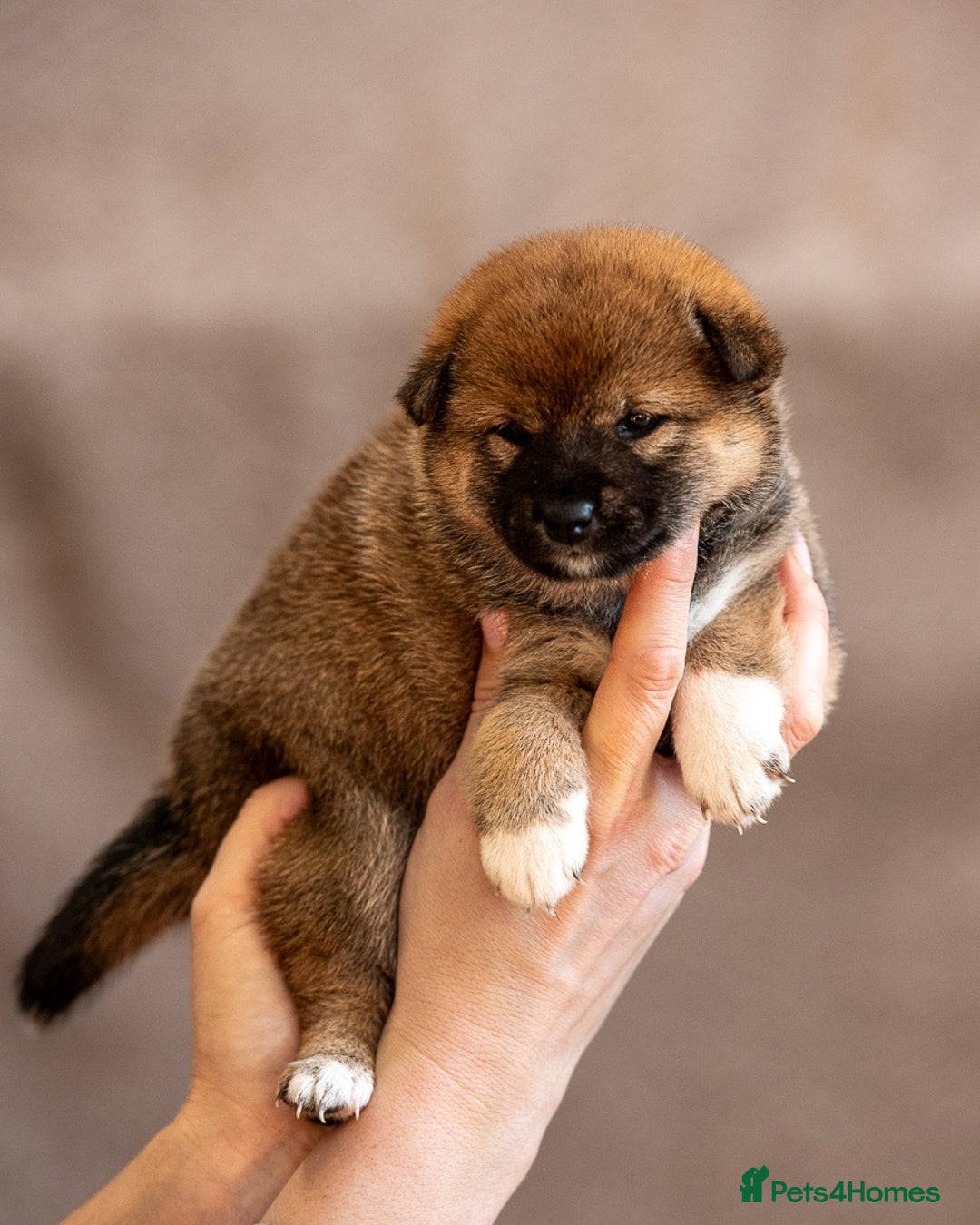 Japanese Shiba Inu dogs for sale: Shiba Inu Puppies – Top European Bloodlines UK KC - Advert 7