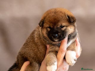 Japanese Shiba Inu dogs Shiba Inu Puppies – Top European Bloodlines UK KC - Advert 4