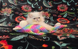 Persian cats for sale: Persian Kittens  - Image 1
