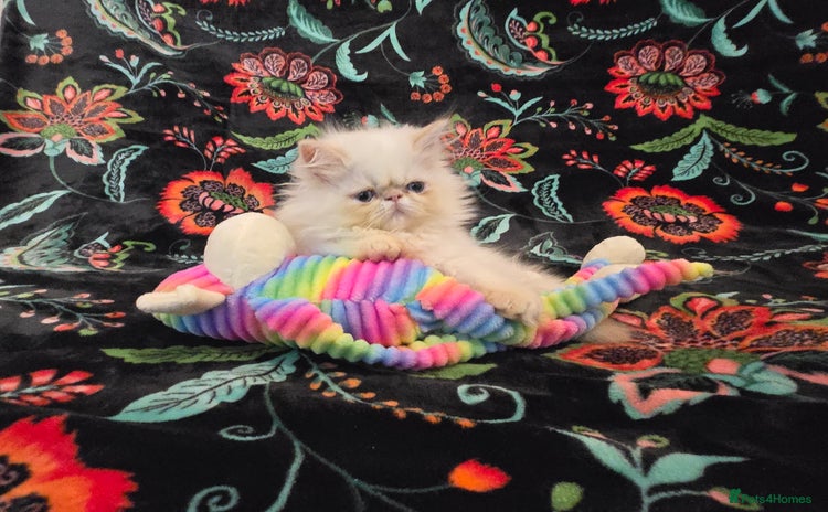 Persian cats - Advert 13