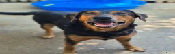 Huntaway dogs for adoption: LENNY- Older Huntaway - Advert 2