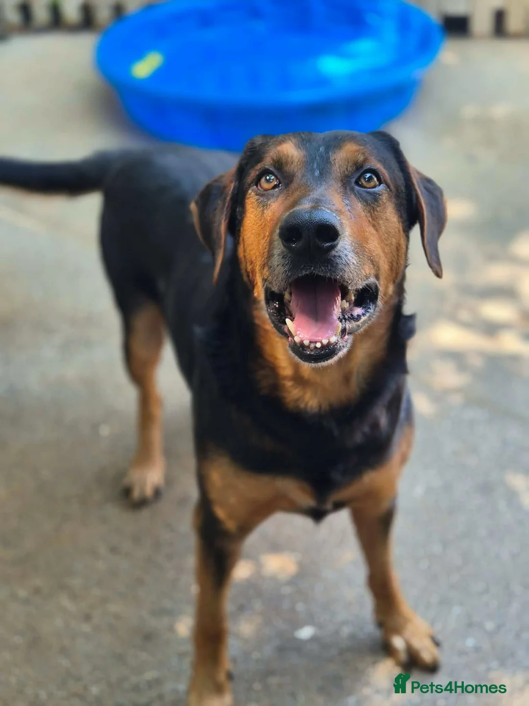 Huntaway dogs for adoption: LENNY- Older Huntaway - Advert 2