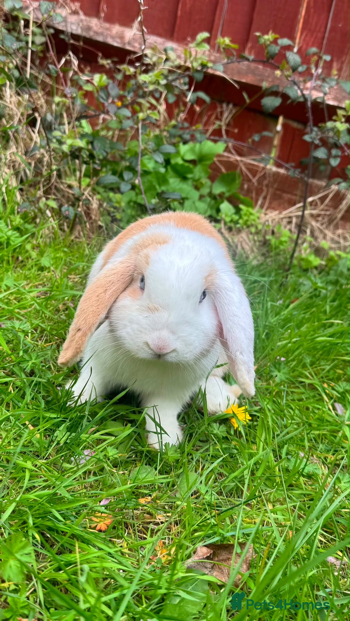Mini Lop rabbits Male rabbit for rehoming  - Advert 6