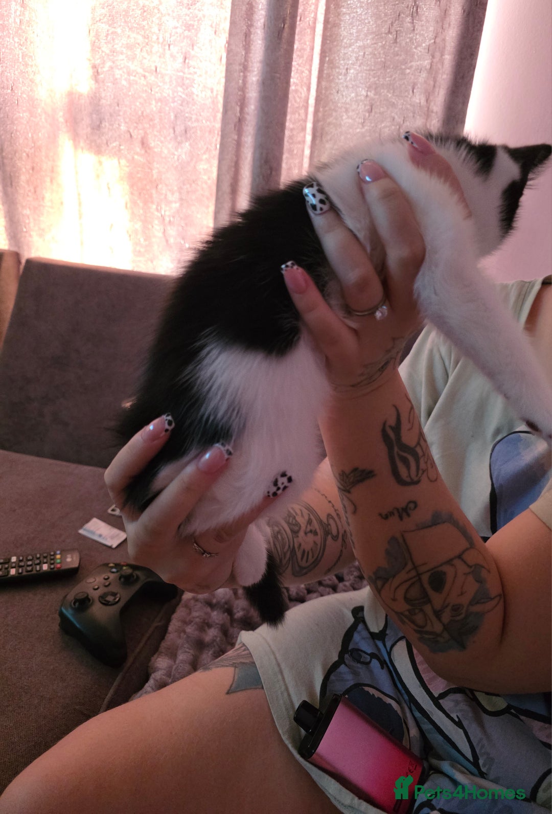 Mixed Breed cats for sale: Mixed Maine Coon - Image 5