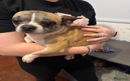 Mixed Breed dogs for sale: Males fenchie chihuahua x2 female chihuahua  - Image 2