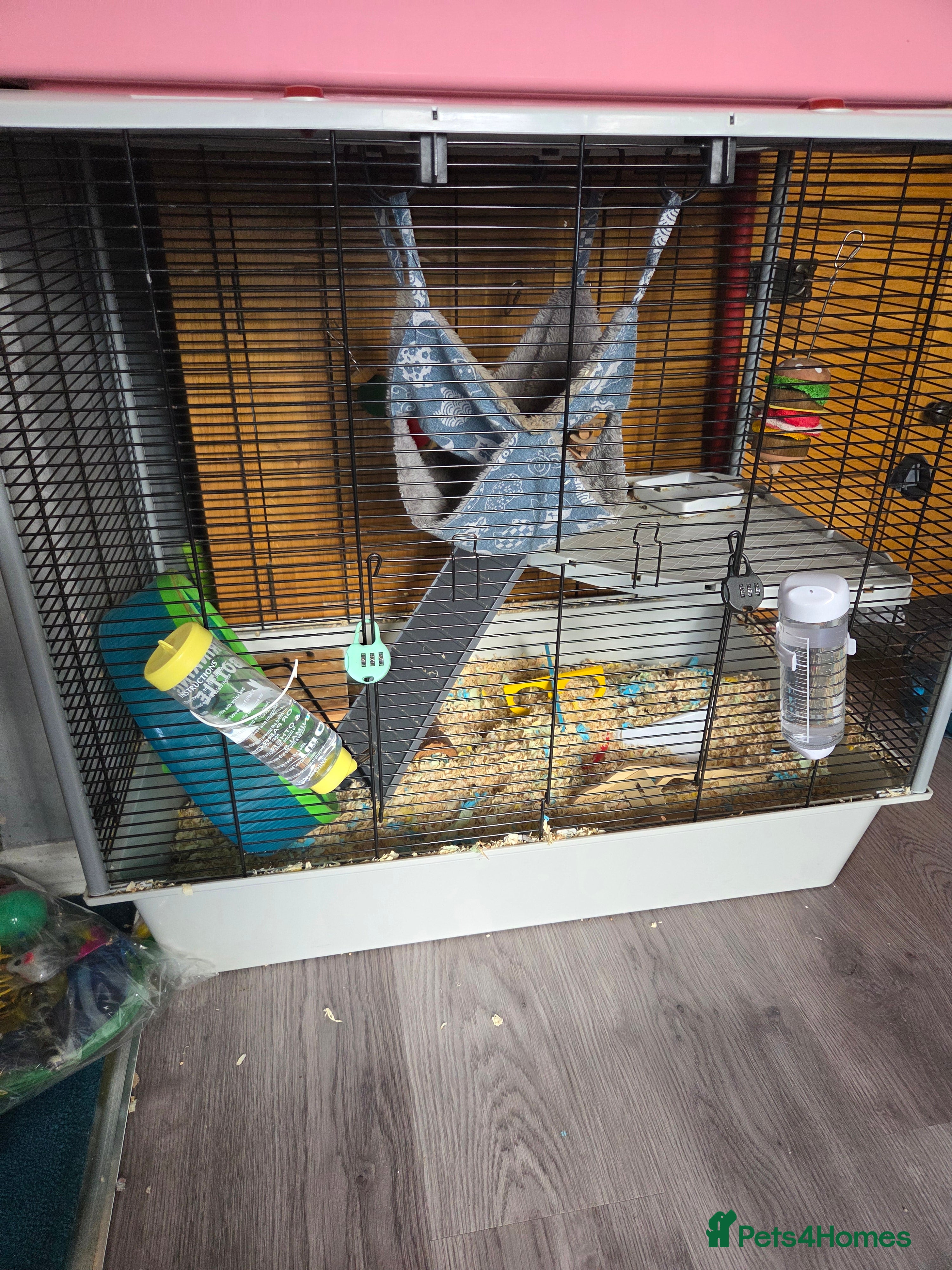 Rat rodents 2 stunning male rats for sale  - Advert 1