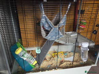Rat rodents 2 stunning male rats for sale - Advert 17