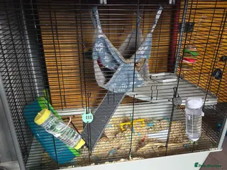 Rat rodents 2 stunning male rats for sale - Advert 7