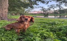 Cocker Spaniel dogs for stud: For Stud - Camsiscan Solaris Samurai  - Image 10