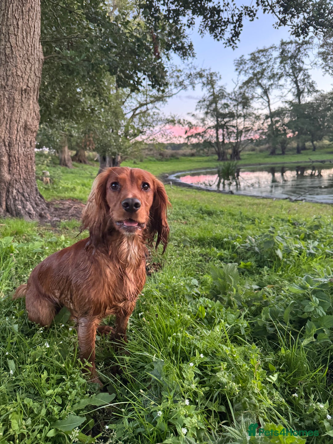 Cocker Spaniel dogs for stud: For Stud - Camsiscan Solaris Samurai  - Image 10