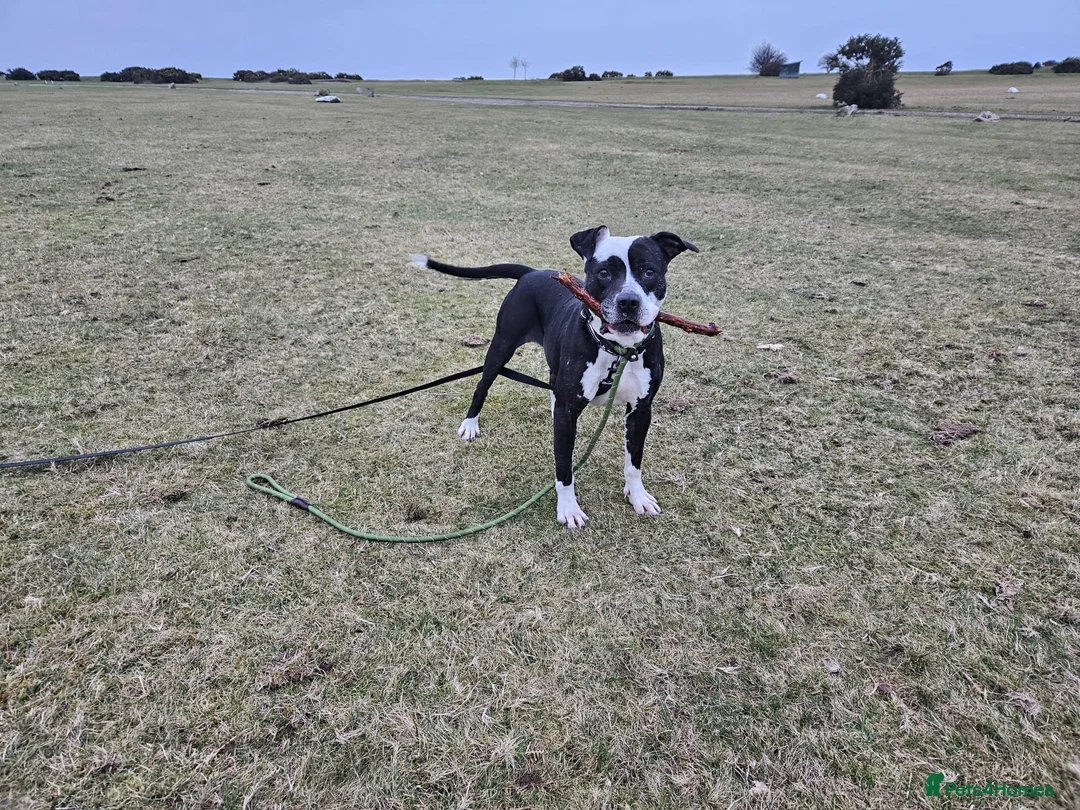 Mixed Breed dogs for adoption: URGENT FOSTER HOME 🏠 🚨 ‼️ 🆘  - Advert 11