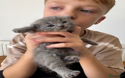 British Shorthair cats for sale: British shorthair kittens for sale  - Image 6