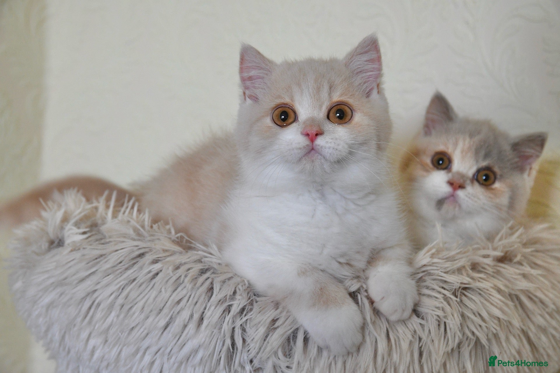 British Shorthair cats Beautiful British Shorthair boy  - Advert 2