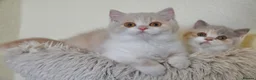 British Shorthair cats for sale: Beautiful British Shorthair boy  - Advert 2