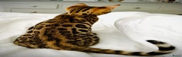 Bengal cats for sale: 🌟 READY 28 JAN - EXCEPTIONAL BENGAL KITTENS 🌟 - Advert 4