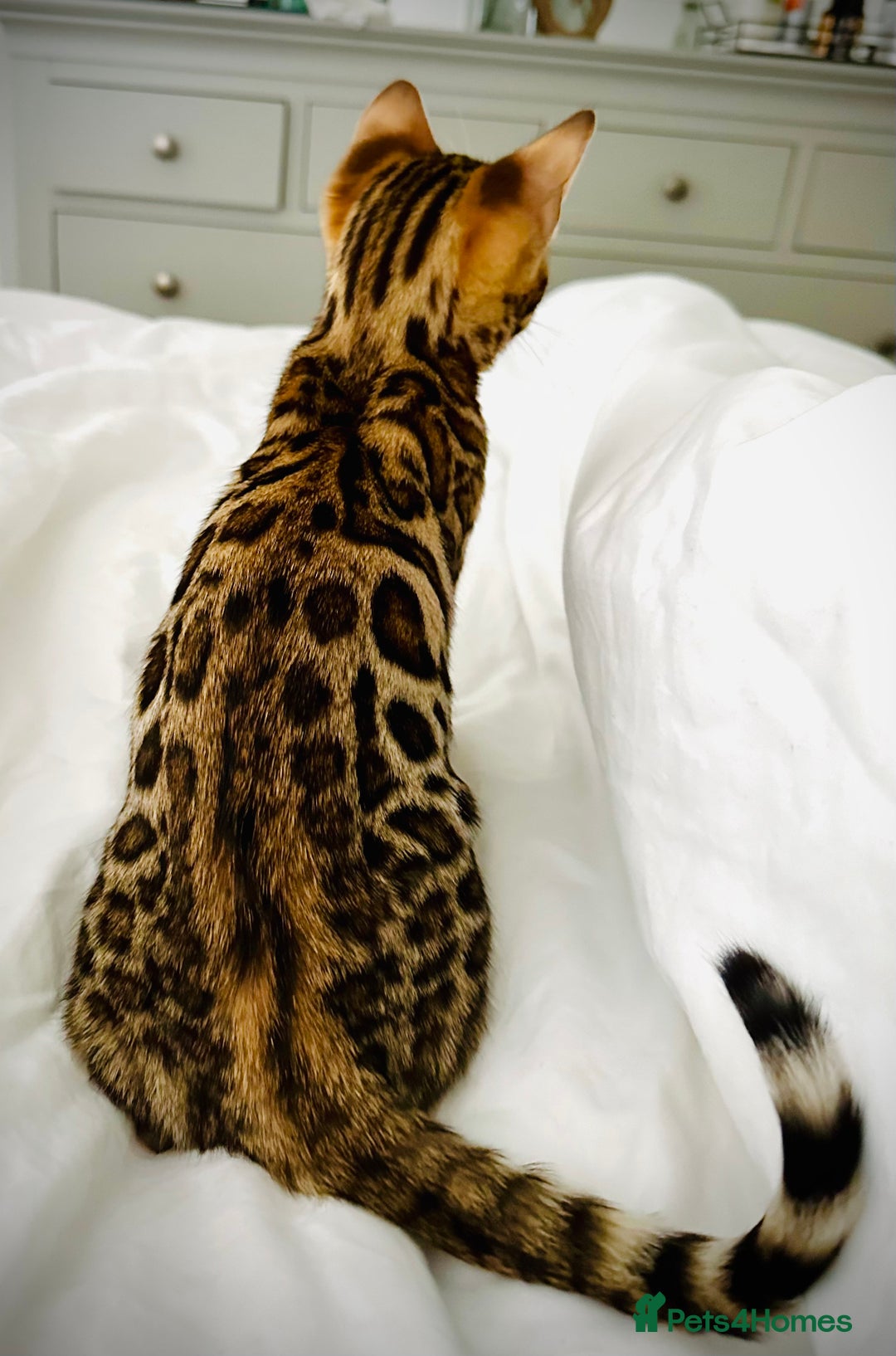 Bengal cats for sale: 🌟 READY 28 JAN - EXCEPTIONAL BENGAL KITTENS 🌟 - Advert 4