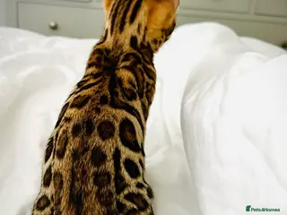 Bengal cats 🌟 READY 28 JAN - EXCEPTIONAL BENGAL KITTENS 🌟 - Advert 11