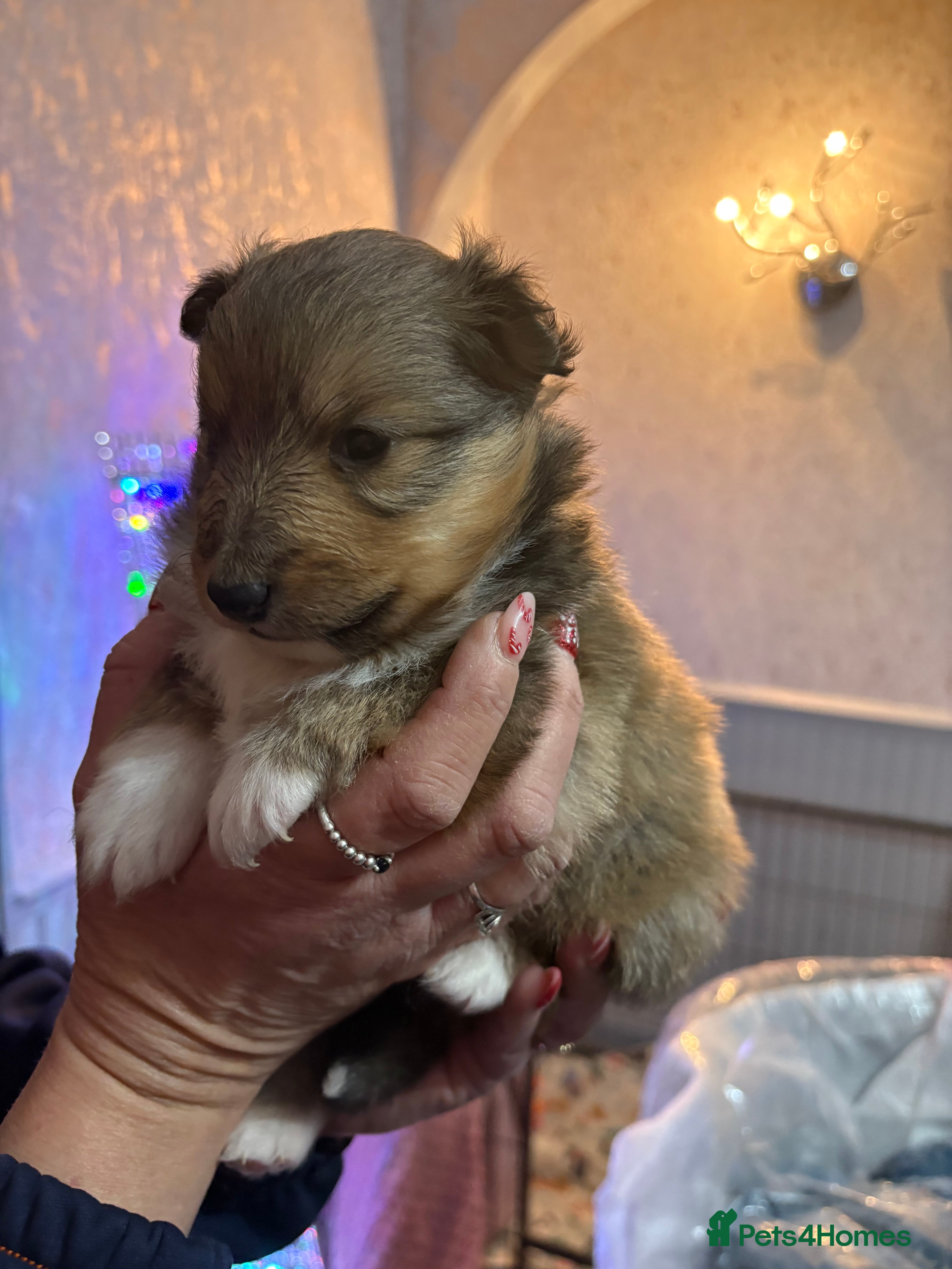Shetland Sheepdog dogs Shetland sheepdog puppy looking for forever home - Advert 1