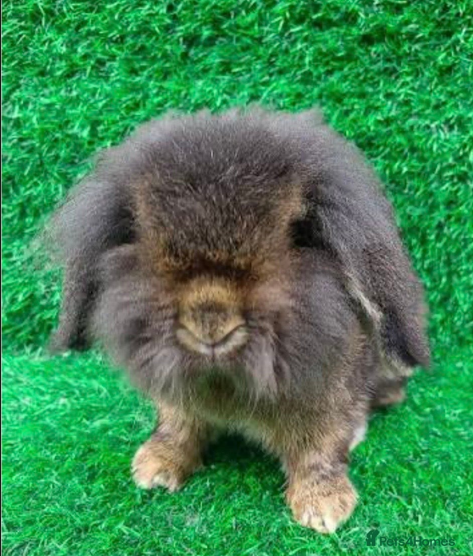 Mini Lop rabbits Bruno Is looking for his forever home  🐰 - Advert 7