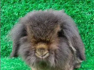 Mini Lop rabbits Bruno Is looking for his forever home 🐰 - Advert 7