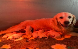 Golden Retriever dogs for sale: Last golden retriever male puppy for sale  - Image 8