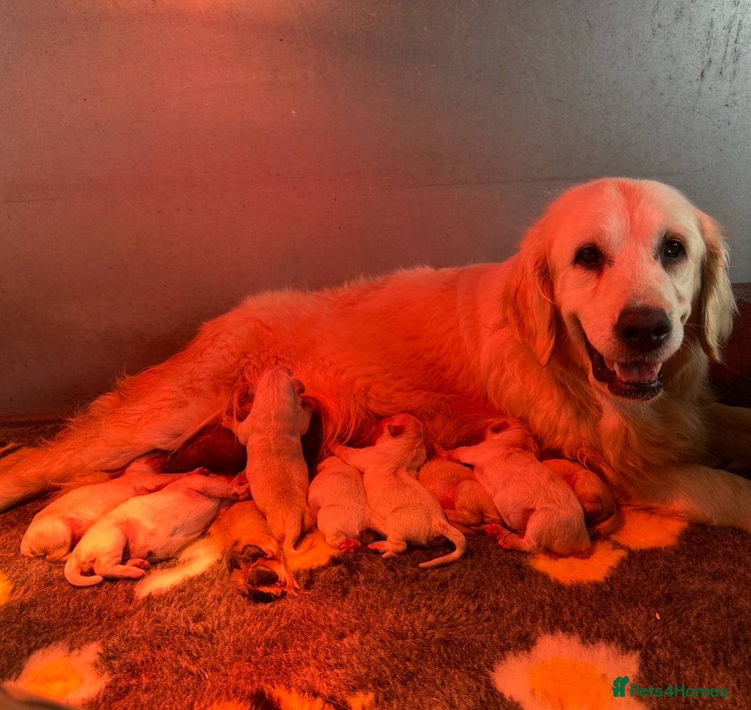 Golden Retriever dogs for sale: Last golden retriever male puppy for sale  - Image 8