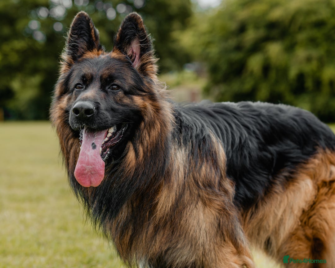 German Shepherd dogs for stud: STUD Mustang german shepherd KC  in Stoke-on-Trent - Image 6
