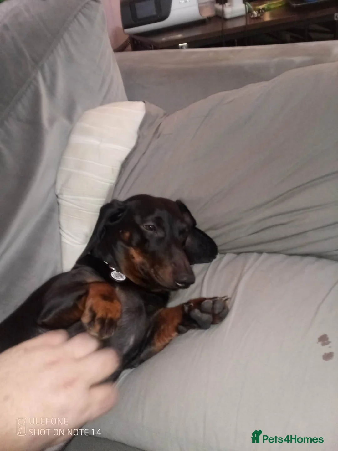 Dachshund dogs for sale: 2 year old dachshund  - Advert 4