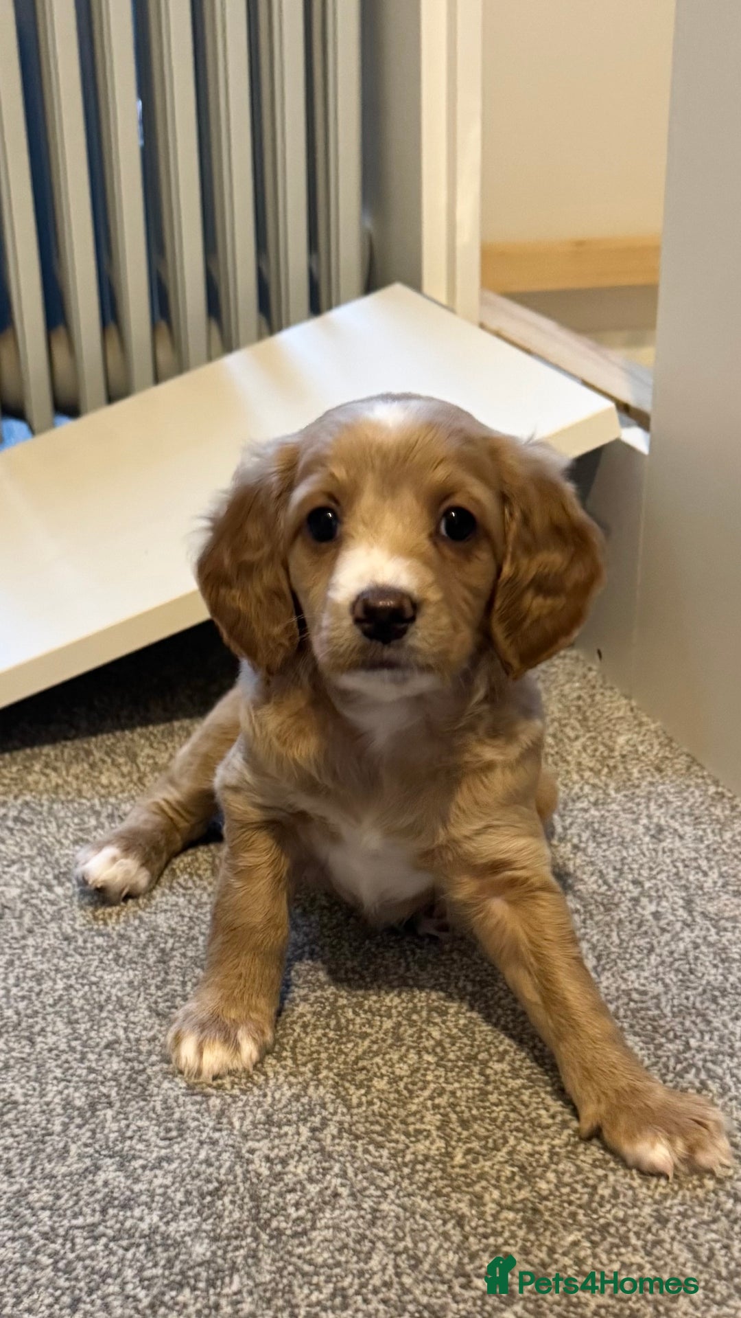Cockapoo dogs for sale: Cockapoo x pups - Image 9
