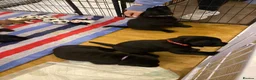 Labrador Retriever dogs for sale: Black Labrador puppies for sale in Fraserburgh - Advert 7