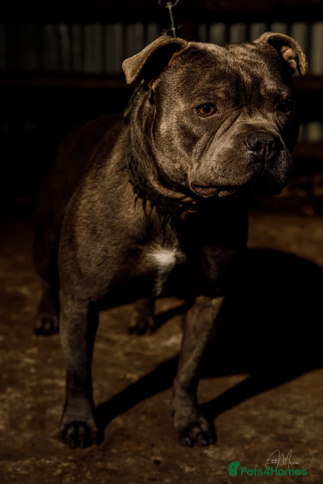 Staffordshire Bull Terrier dogs for stud: Best bloodlines in the UK Holds 20  CHAMPS PROVEN in Swansea - Advert 4