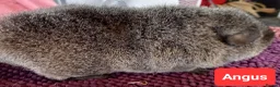 Guinea Pig rodents for sale: Rex sows/boars, Aby, cali guinea pigs. - Advert 3
