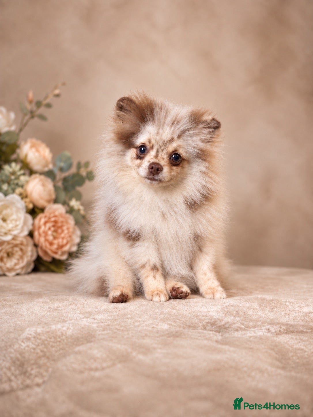 Pomeranian dogs ✨🐻Exceptional Lilac Teddy Bear Pomeranian Girl🐻✨ - Advert 1