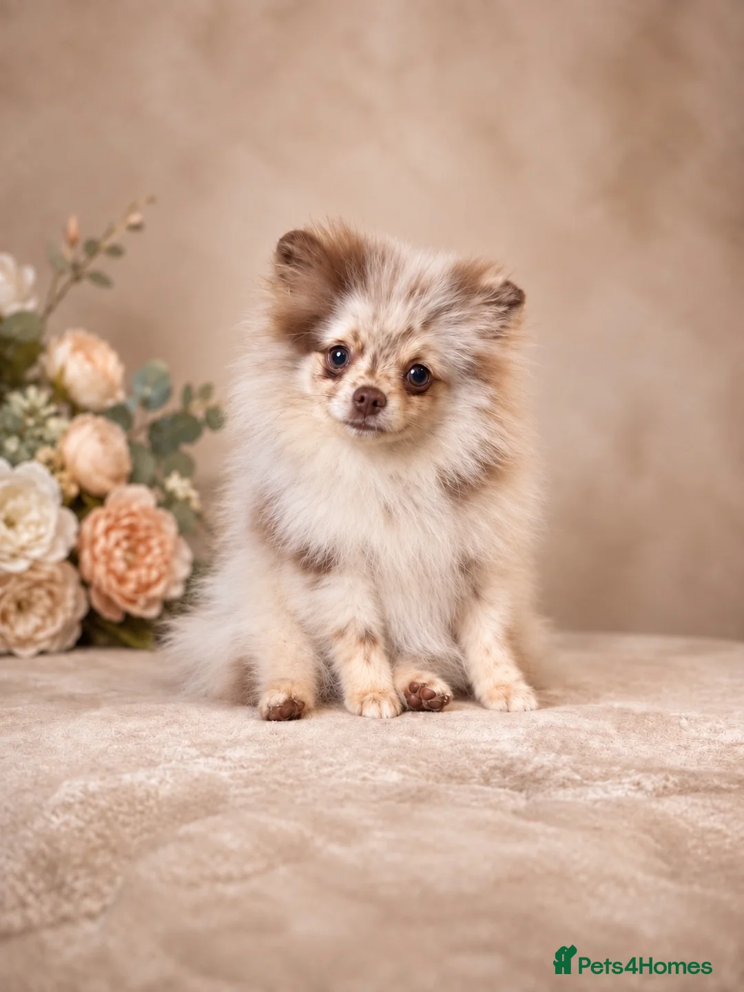 Pomeranian dogs for sale: ✨🐻Exceptional Lilac Teddy Bear Pomeranian Girl🐻✨ - Advert 1