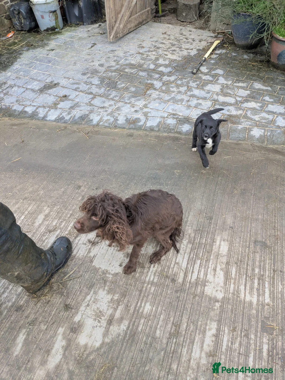 Mixed Breed dogs for sale: Gorgeous Sprocker x Collie pup - Advert 2