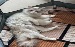 Ragdoll cats for sale: GCCF Registered Ragdoll Kittens Available! 🐾 in Taunton - Image 10