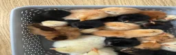 Chickens poultry for sale: Mixed breeds due on 05/05/26 in Wembley - Advert 6