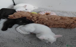 Mixed Breed cats for sale: 3 male microchipped kittens left  - Image 14