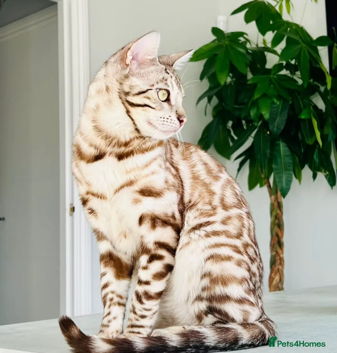 Bengal cats for sale: Hugo and Creed. Best Friends. Pedigree Bengals - Advert 2